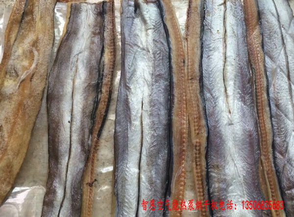 鰻魚(yú)烘干機(jī)